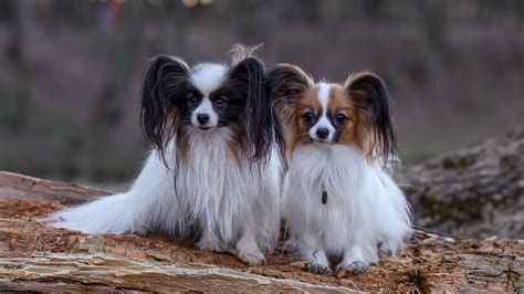 what dogs are similar to papillon